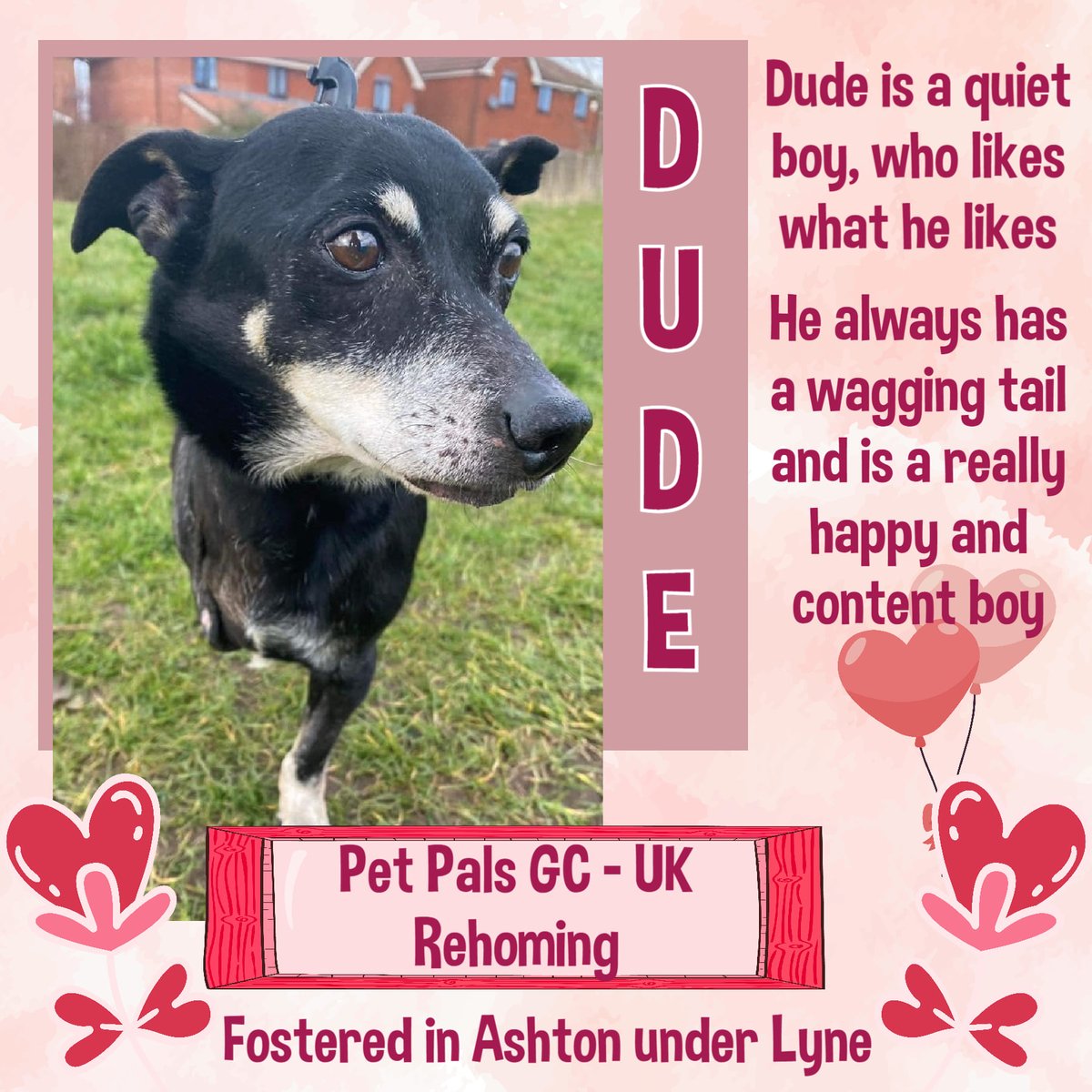 5yo DUDE thought he'd found his forever home, but it didn't work out through no fault of his. He's a quiet lad, a tripaw, not really bothered w/other dogs, &amp; prefers a comfy bed instead! He has a forever wagging tail, just a lovely boy. facebook.com/petpalsukgc/?_… #forgottensoulshour