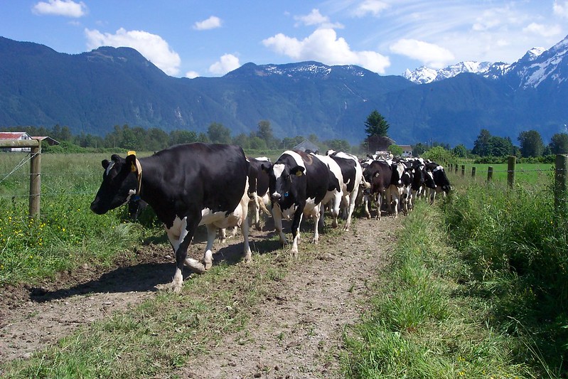 ubcAWP's tweet photo. Research on Pasture Access and how it helps lame cows recover has recently been summarized in a Research Report published by Kathryn McLellan, Daniel Weary, and Nina von Keyserlingk! Read more here: https://t.co/DYD6rG7cdn. 
Or listen to Kathryn here:  https://t.co/JYKVhUWYMe https://t.co/2vOQLrjPdd