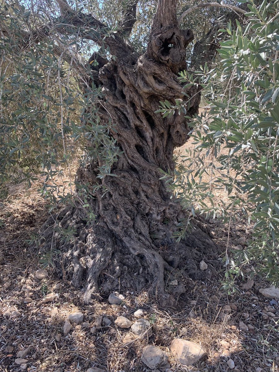 omartesdell's tweet photo. Studying and meeting ancient olive trees (hundreds of years old) and traditional grape production methods in Jenin today / التعارف على اشجار زيتون عمرها مئات السنوات و انظمة تقليدية لزراعة العنب في جنين اليوم https://t.co/SFkJp154ll