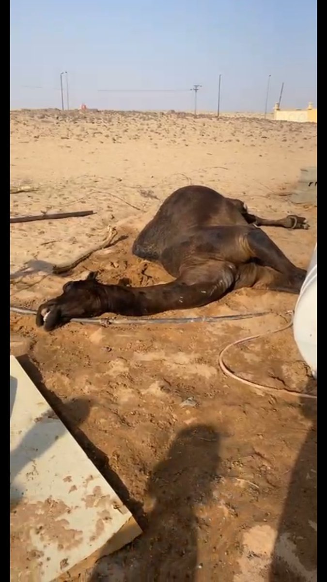 shadad774's tweet photo. راح القعود اللي عليه الحسوفه
ماباقي الا صورته  في عيوني

اللي  منول  كل   يومٍ  نشوفه
روّح وحلت  في  محله غبوني

ماباقي الا الشبك  معاد احوفه
من عقب ريمه والقعود اعذروني

راحت بلحظه ياعساه مخلوفه
يعوضنا  فيها  منشى المزوني
#شداد_الدرين https://t.co/g3tObN8qyo