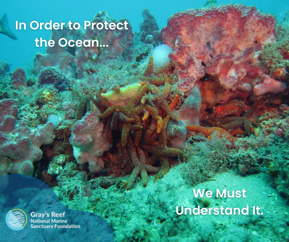 GraysReefNMSF's tweet photo. In order to protect the ocean, we must understand it. The new Gray’s Reef Ocean Discovery Center seeks to educate patrons on this local sanctuary and the policies that are in place right now to protect it. Learn more: https://t.co/bXfBb97um0
@GraysReefNMS 
@marinesanctuary https://t.co/yZ4awRIOOd