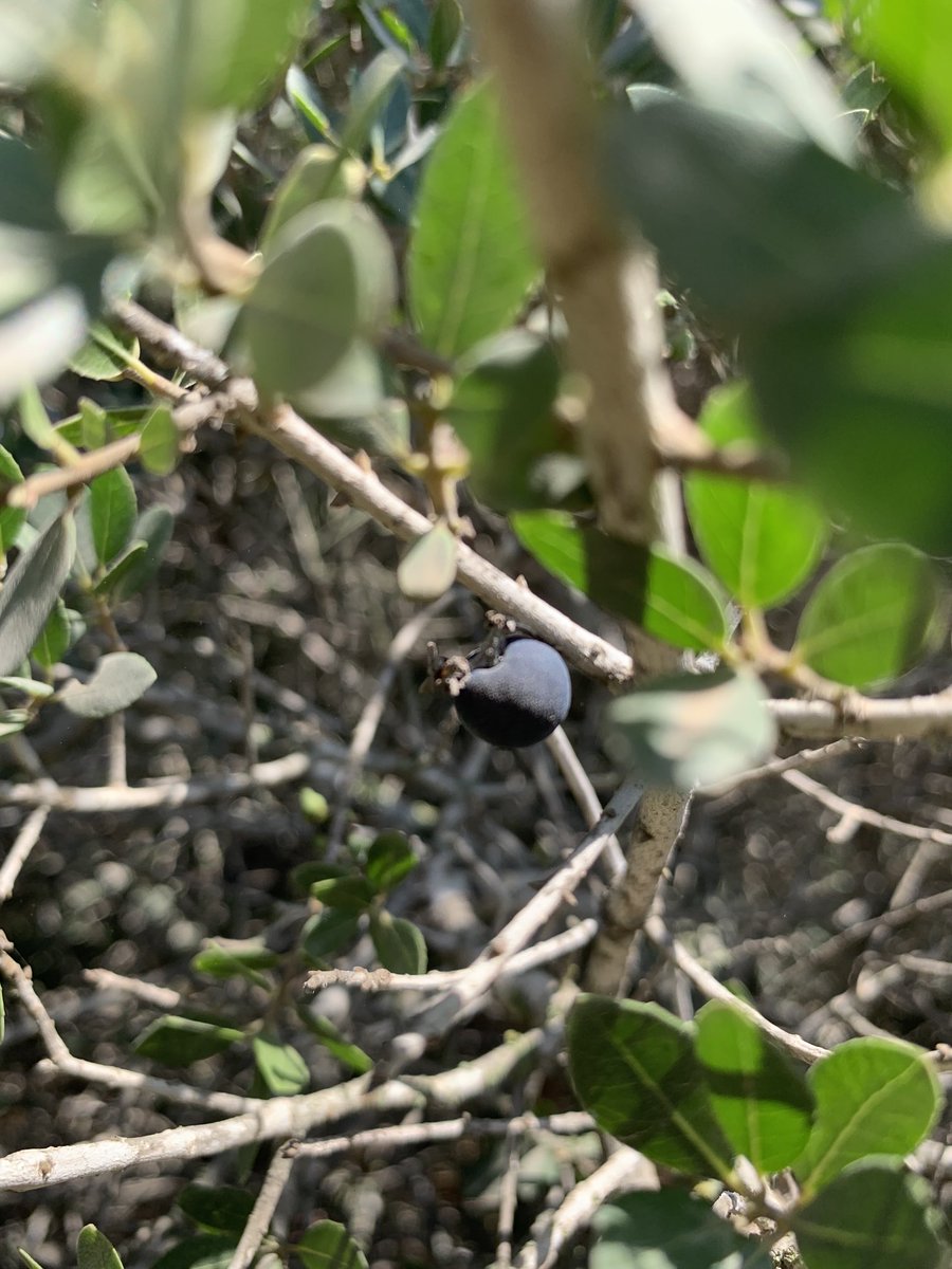 omartesdell's tweet photo. Studying and meeting ancient olive trees (hundreds of years old) and traditional grape production methods in Jenin today / التعارف على اشجار زيتون عمرها مئات السنوات و انظمة تقليدية لزراعة العنب في جنين اليوم https://t.co/SFkJp154ll