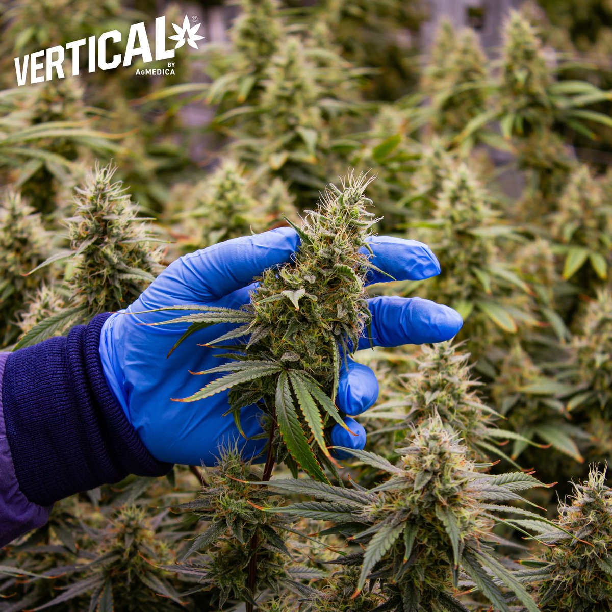 Here at Vertical, we’re all about feeling confident in knowing you’re enjoying and sharing the best, every time.

That’s why we put our expertise into finding new ways to grow, harvest and cure premium strains.

#Vertical #VerticalCannabis #ElevateYourExperience #VerticalFarming