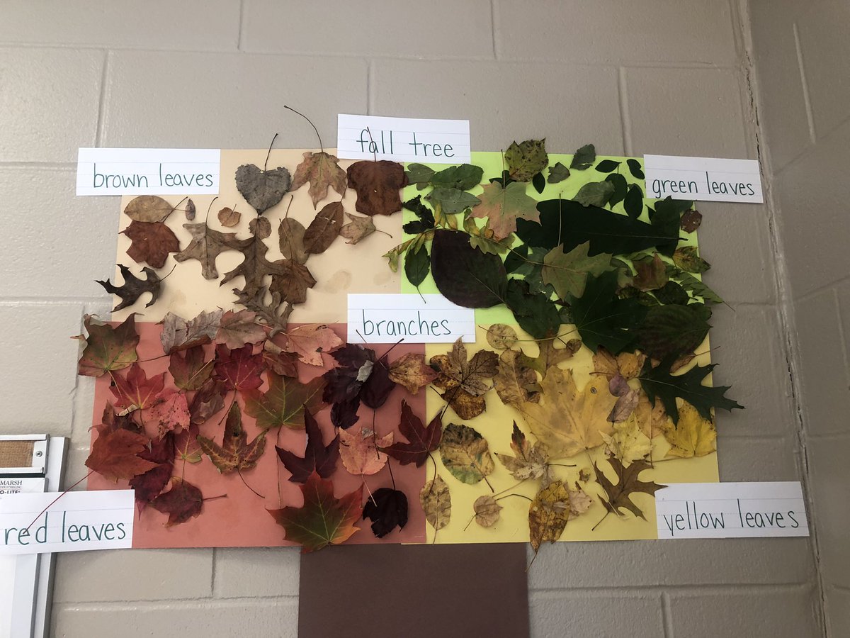 We are FALLing in love with Kindergarten over here at Hopkins #sciencerocks