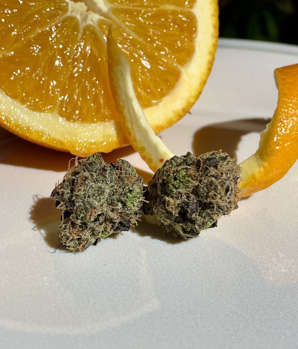 GoodDayFarms's tweet photo. Look at these perfect beds of trichomes on GDF Kumquat 🔥 #WeedLovers #cannabis #trichomes #strains #armmj #mommj #WeedLover https://t.co/clYnY5BnB2