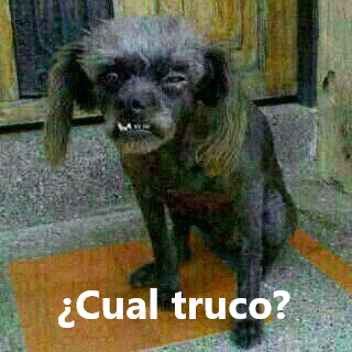 serracrafts's tweet photo. Mamá: hija despierta ya 
Yo: aún es temprano mam�� 
Mamá: Mierdon vino a verte 
Yo: ay mamá ese truco ya es viejo 
Mierdon: https://t.co/UkwZmVZ2Ys