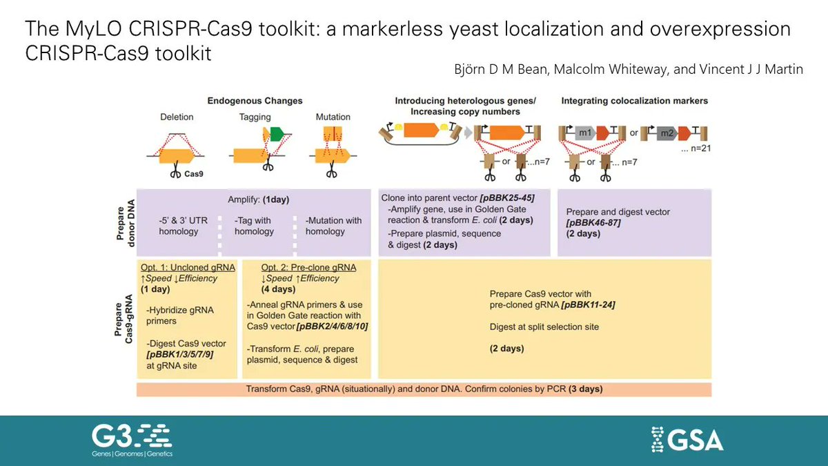 Bean et al. present an optimized CRISPR-Cas9 toolkit for the rapid introduction of tagged genes and compartmental markers in #yeast along with a set of Golden Gate cloning-compatible plasmids to integrate a GOI with at 3 expression levels. #G3Journal | bit.ly/3e5EAS2
