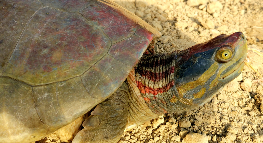 The Turtlez tweet media