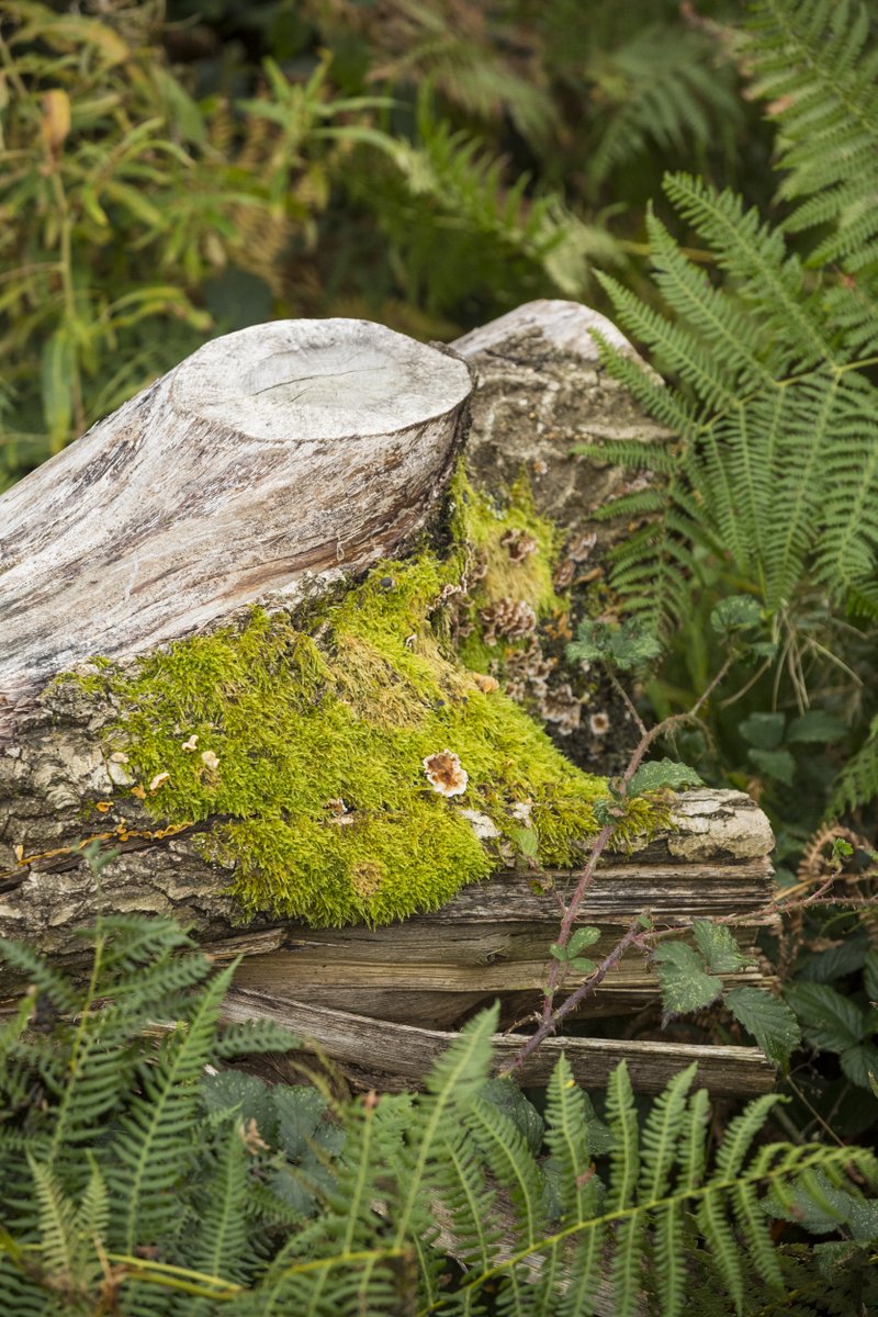 nationaltrust's tweet photo. Just a moss appreciation post. https://t.co/qccn3eZ8hu
