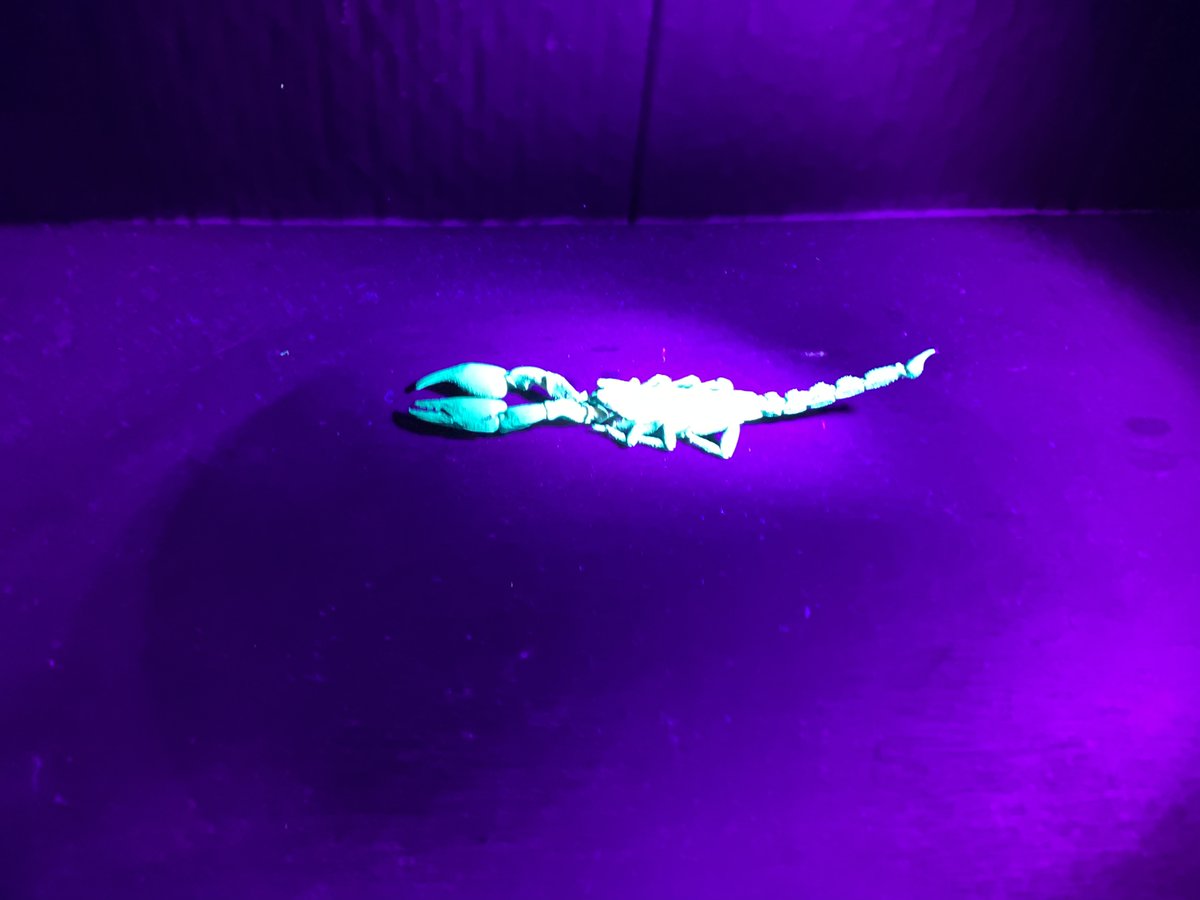 StainesPrepSci's tweet photo. #StainesPrepScience #StainesPrepYr6 pupils have been exploring how hygiene helps to combat microorganisms. Learning the work of esteemed scientists Ignaz Semmelweis and Edward Jenner. They also saw how the jet black scorpion looks under UV. 😲 https://t.co/TPToisajGT