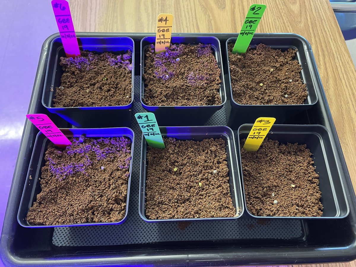 Ms Ro-Do tweet media