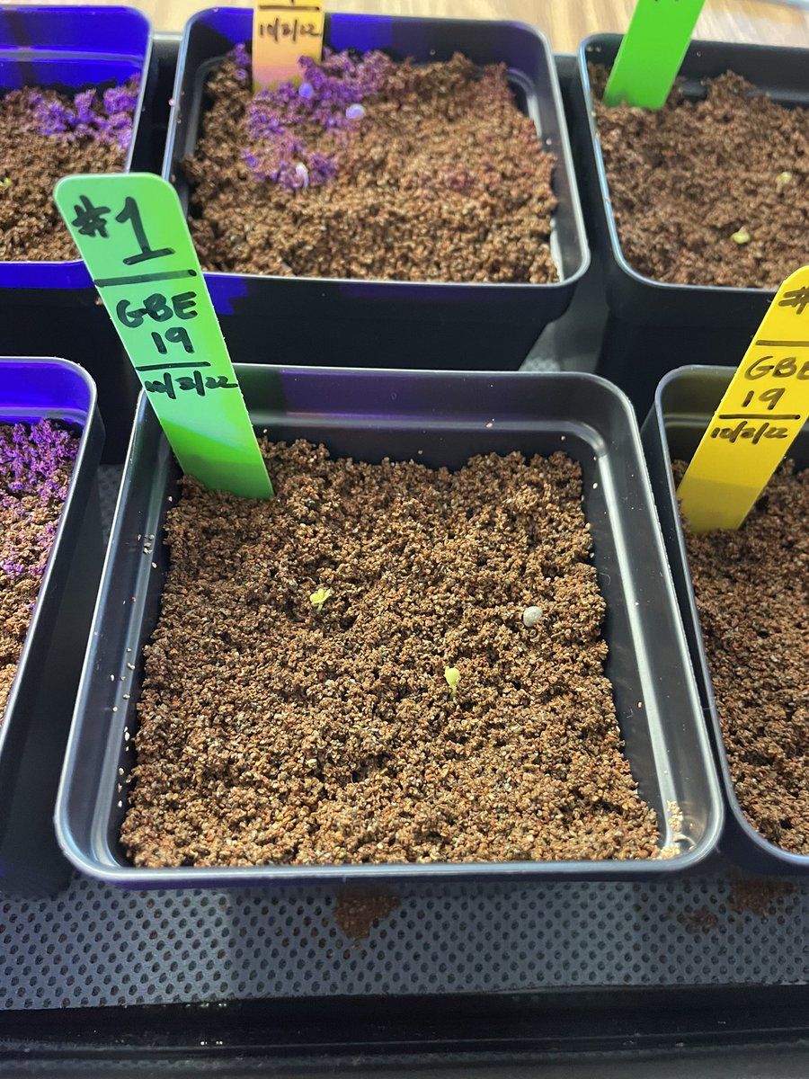 Ms Ro-Do tweet media