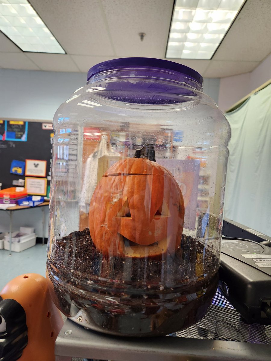 #pumpkinjack is back!  Our live in science experiment has made it's grand return.  Can't wait to see where this pumpkin will take us with our understanding!  #plantsinourlives #seasonalscience #seethinkwonder #scientificprocess @DranesvilleD