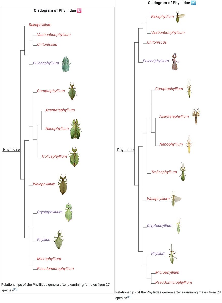 الحشرة الورقية العملاقة الماليزية
Giant Malaysian Leaf insect

😊 ما شاء الله ، أصبح حجمها  جميل و مذ...