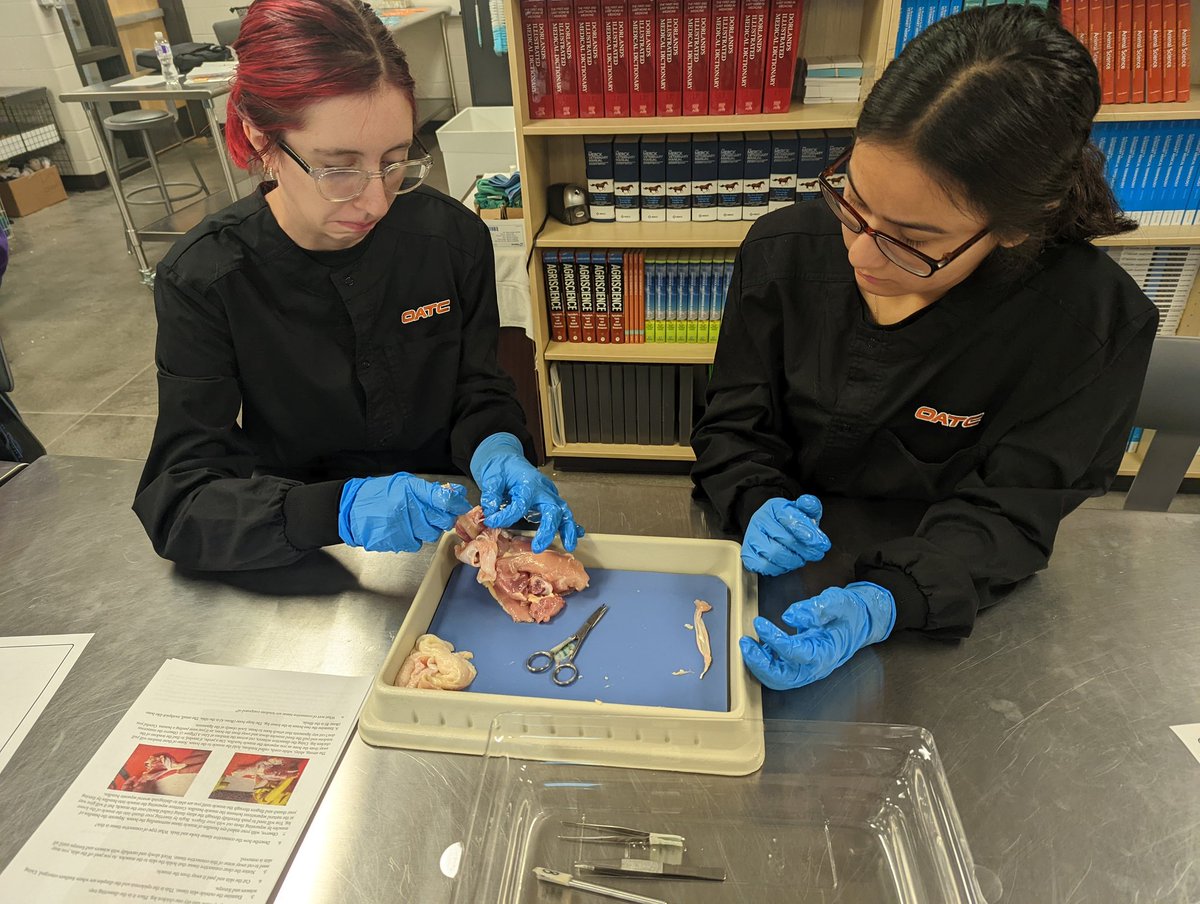 jenn101082's tweet photo. Dissecting a chicken leg quarter to better understand the skeletal and muscular systems @OATCRoadrunners @OlatheCTE https://t.co/Rsw0SfvetH