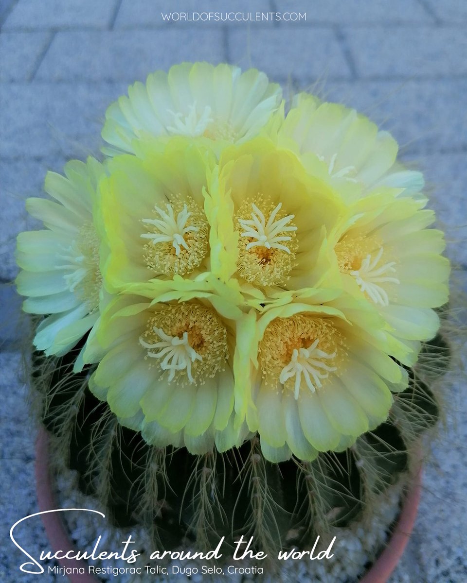 SucculentWorld's tweet photo. Parodia magnifica (Balloon Cactus) aka Notocactus magnificus or Eriocactus magnificus
Plant profile: https://t.co/ZCzSCq9a7X

#worldofsucculents #succupedia #succulentsaroundtheworld #parodia #parodiamagnifica #notocactus #notocactusmagnificus #eriocactus #eriocactusmagnificus https://t.co/gj8tb9jJss