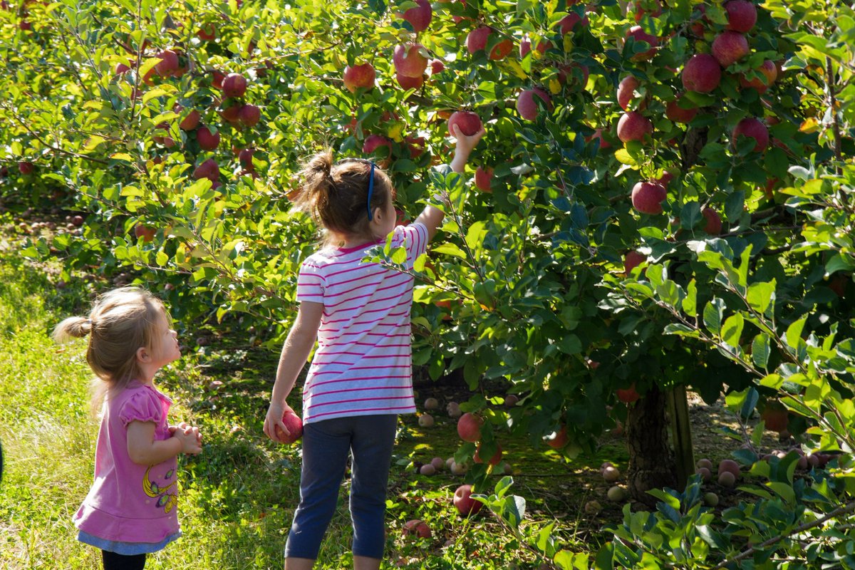 MilburnOrchards's tweet photo. We did it! We are USA TODAY's Best Apple Orchard in the country! 🍎❤️ Thank you for all the votes, shares, likes, and constant support. 
See online: https://t.co/Ua6UXUBBrx https://t.co/f6DB3P77QX