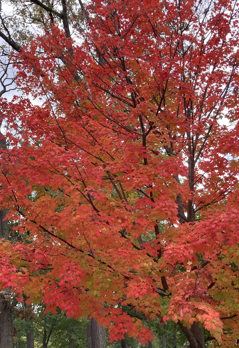 PointEdward's tweet photo. Village of #PointEdward Municipal Office will be closed Monday October 10th.  Enjoy your holiday weekend. 🦃
#slont https://t.co/u2iNcExxdC
