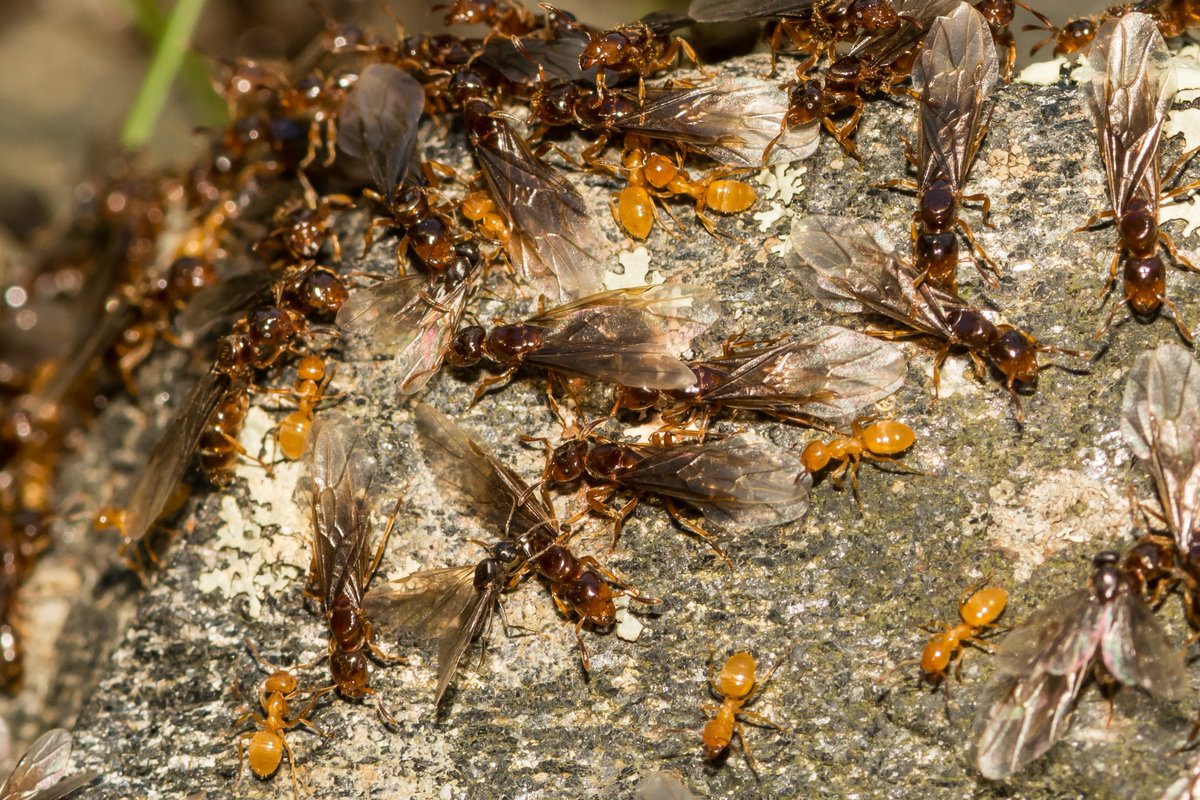 On warm fall days like today and tomorrow, you may notice swarming insects like Citronella Ants. This subterranean ant poses no threat to you or your family, but is simply moving the colony to ready for the winter. Take a sniff if you're brave and see why they're named that!