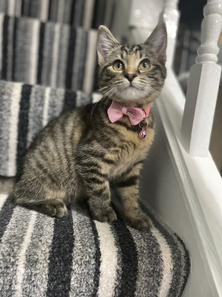 ItsJoshuaRupert's tweet photo. Pretty in pink 😻💕 #RubyRu #Kitty #newcollarday https://t.co/xqMTNWjXfb