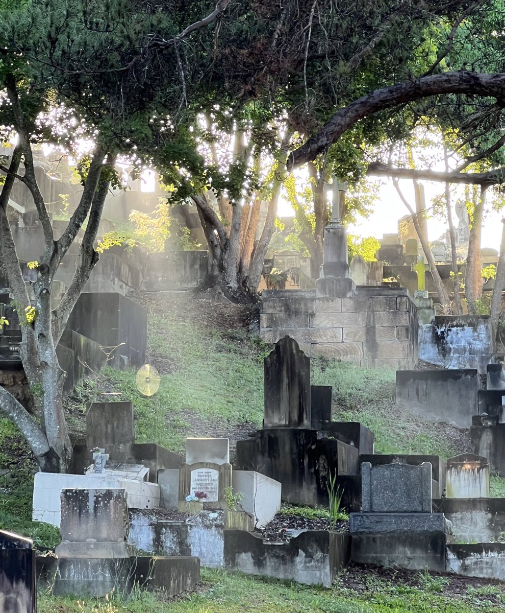 Morning light through a cobweb in Toowong Cemetery.