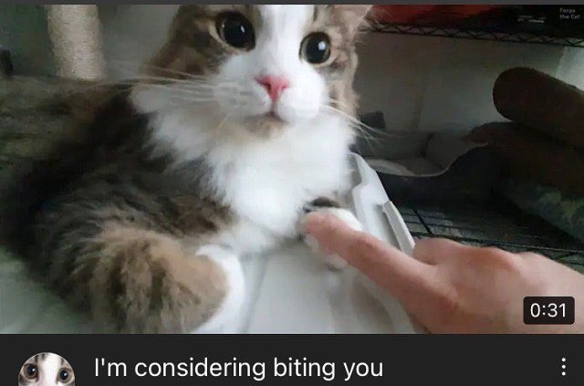 Cat Dealer On Twitter Https T Co Aedtjbrmwo Twitter