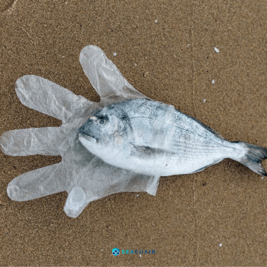 Each year, eight million tons of plastic ends up in the ocean waters, leading to the death of more than 100,000 marine animals. Taking care of our garbage is taking care of the environment!