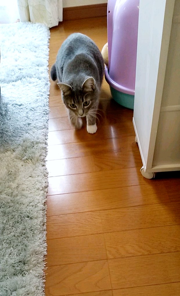 chihari_'s tweet photo. ソローリソローリ…🐾

なんか昨日Twitterのスタンプがリアル化したって
凄い話題になってたけど
一度もTwitter上で画像編集したこと無いから
そもそもその機能を知らなかったよ…🥴

今週もお疲れ様でした！🥂✨

#猫の居る幸せ #猫 #猫好き #猫の居る暮らし  #catsofinstagram #Cats #猫がいる生活 https://t.co/QCGRChKMsJ