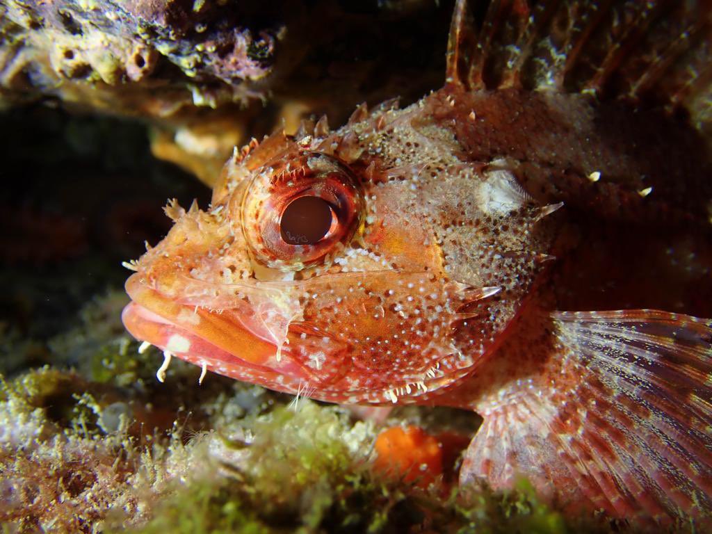 🐟 This is a Madeira rockfish, but don't let the name fool you! This is a type of scorpionfish and it has venomous spines. These fish use camouflage to wait for small crustaceans to approach and eat them. 🪱 Do you see the squiggle in its eye? This is likely a parasite.
