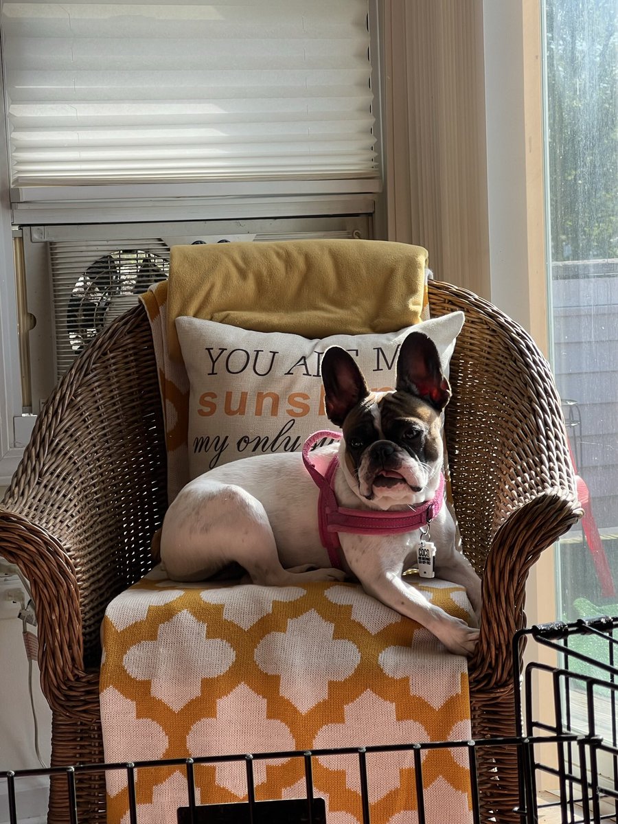 WWJD_2020's tweet image. Meet my new furbaby…a family could not take care of her properly, so here she is! ❤️❤️🐶❤️❤️