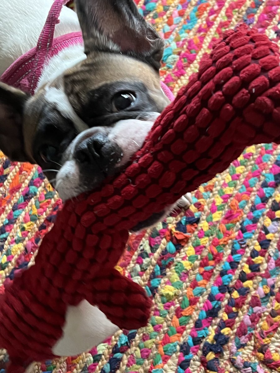 WWJD_2020's tweet image. Meet my new furbaby…a family could not take care of her properly, so here she is! ❤️❤️🐶❤️❤️