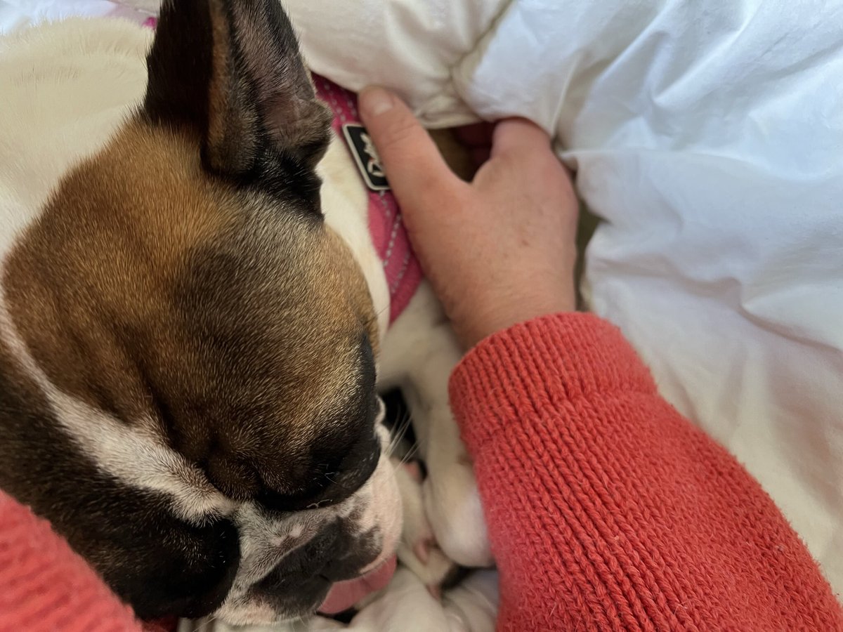 WWJD_2020's tweet image. Meet my new furbaby…a family could not take care of her properly, so here she is! ❤️❤️🐶❤️❤️