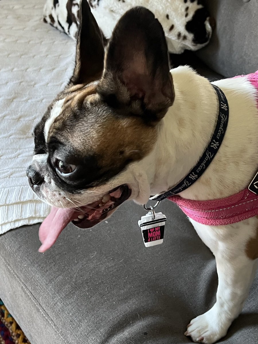 WWJD_2020's tweet image. Meet my new furbaby…a family could not take care of her properly, so here she is! ❤️❤️🐶❤️❤️