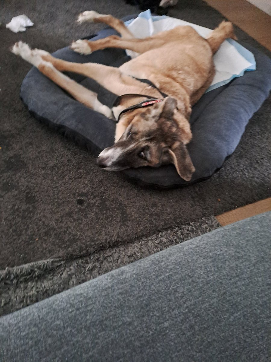 J52Wallusch's tweet photo. Today in my >>Funkcja the #Senior #Pup<< series:
Diagonal
#DogsofTwittter
#DogsofFootball π
#DogsofRugby π https://t.co/t2GCt3D7o4