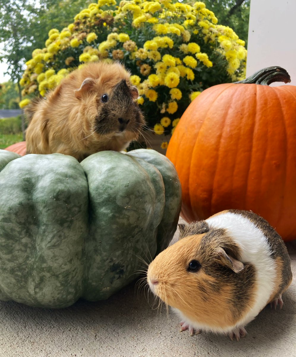 seriouscrafts's tweet photo. How do you like to craft and decorate for fall? @molliejohanson suggests starting with pumpkins and guinea pigs! https://t.co/K7o1vry6t4