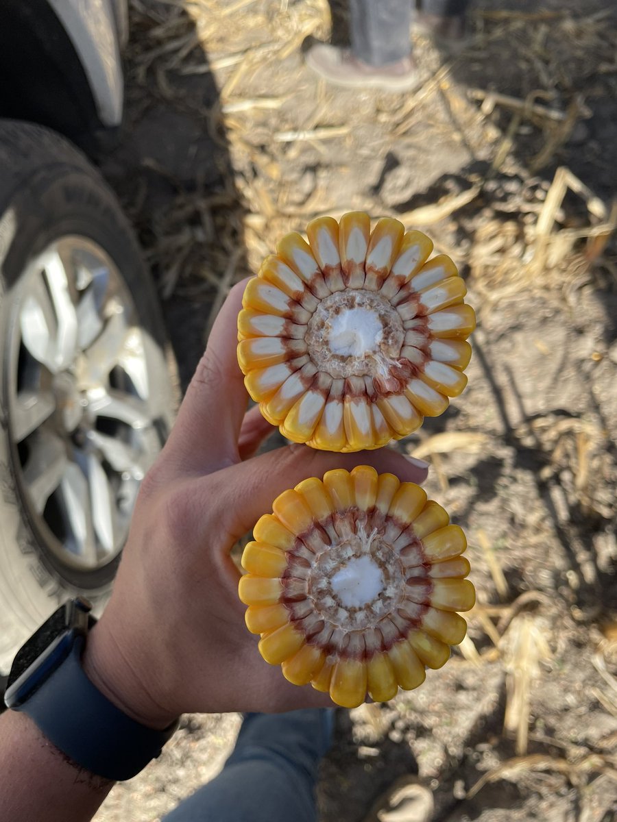DKC70-27 showing its FLEX with 22 kernel rows!💪🏼

✅Disease Shield product
✅Silage Proven
✅Broadly adapted bin buster

#Bayer4IL #DEKALB <a href="/DKAS_SIL/">DEKALB Asgrow SIL</a>