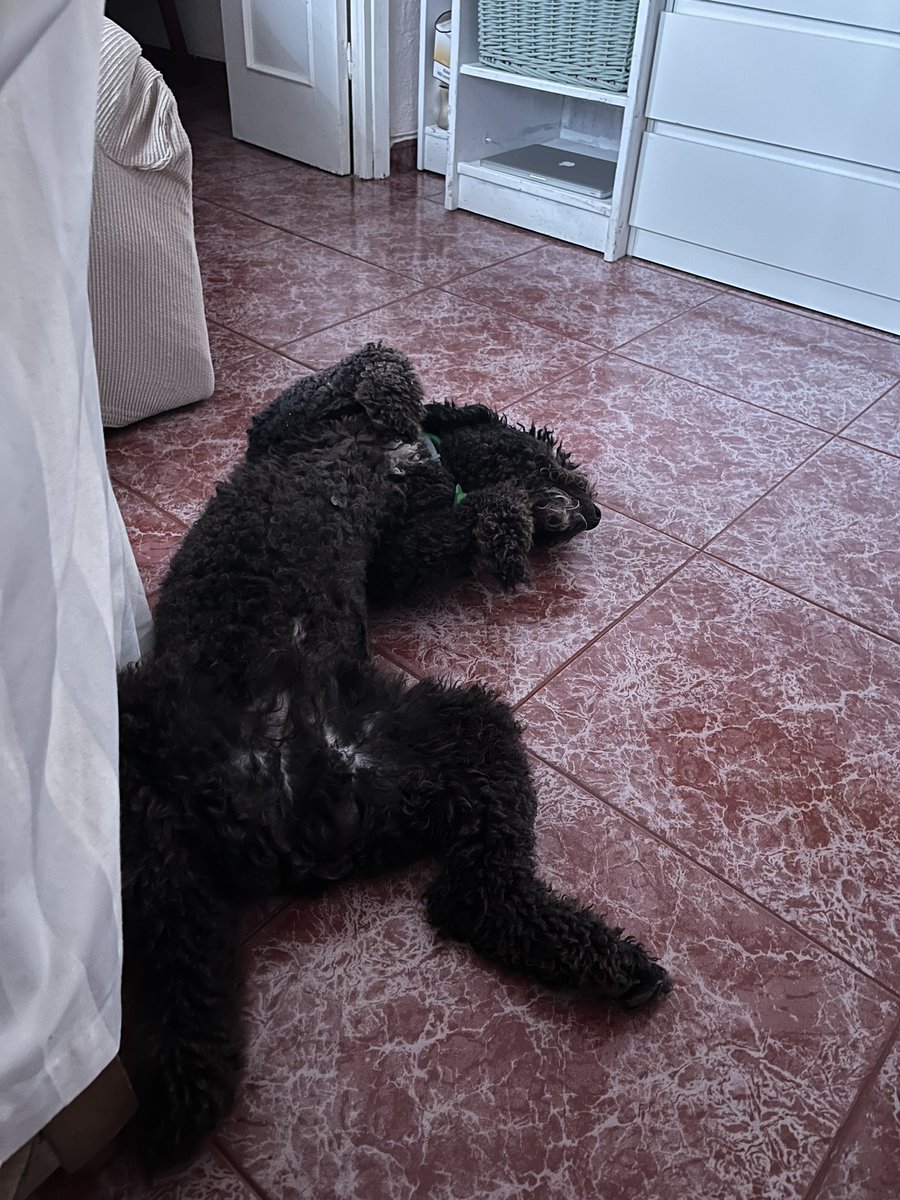 CarMuTor's tweet photo. Hoy los bรฉticos dormimos a pata suelta ๐คฉ
@RealBetis #RomaBetis #Juaki #PerroDeAguaEspaรฑol https://t.co/eyO824lDyZ