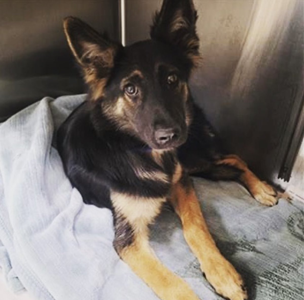 TomJumboGrumbo's tweet photo. And here is today’s Every Dog Has Its Day. 7 month old Xica is in Van Nuys, CA after she was hit by a car. She needs your pledge to help her get extracted by a Rescue and get urgent care for fractures and a chest injury. Your RT of her bio can also truly help Xica #A2054352 https://t.co/tGE8uZMb63