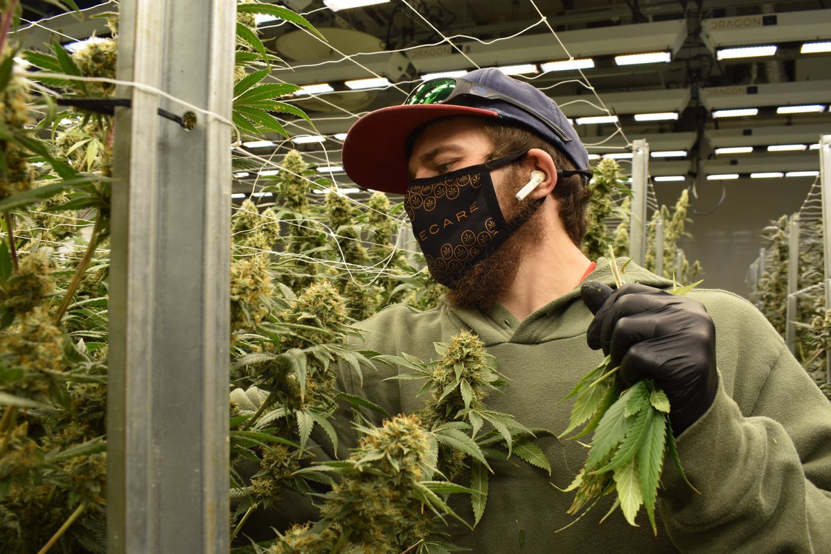 ApothecareAA's tweet photo. Nick &amp; Dusty killing it like always in the garden! 🪴🌱🍄

Just one more day till Harvest!

Keep an eye out for the next batch of the following:

-Blue Mason
-Ice Cream Cake
-Hot Lava
-Purple Mintz
-Mob Boss

*For Educational Purposes Only, Nothing is for Sale. 21+ https://t.co/BqkR2C2Jiv