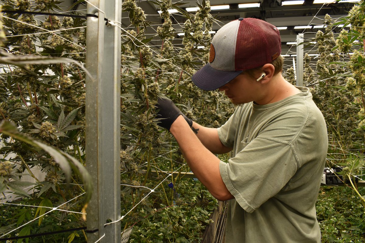 ApothecareAA's tweet photo. Nick &amp; Dusty killing it like always in the garden! 🪴🌱🍄

Just one more day till Harvest!

Keep an eye out for the next batch of the following:

-Blue Mason
-Ice Cream Cake
-Hot Lava
-Purple Mintz
-Mob Boss

*For Educational Purposes Only, Nothing is for Sale. 21+ https://t.co/BqkR2C2Jiv