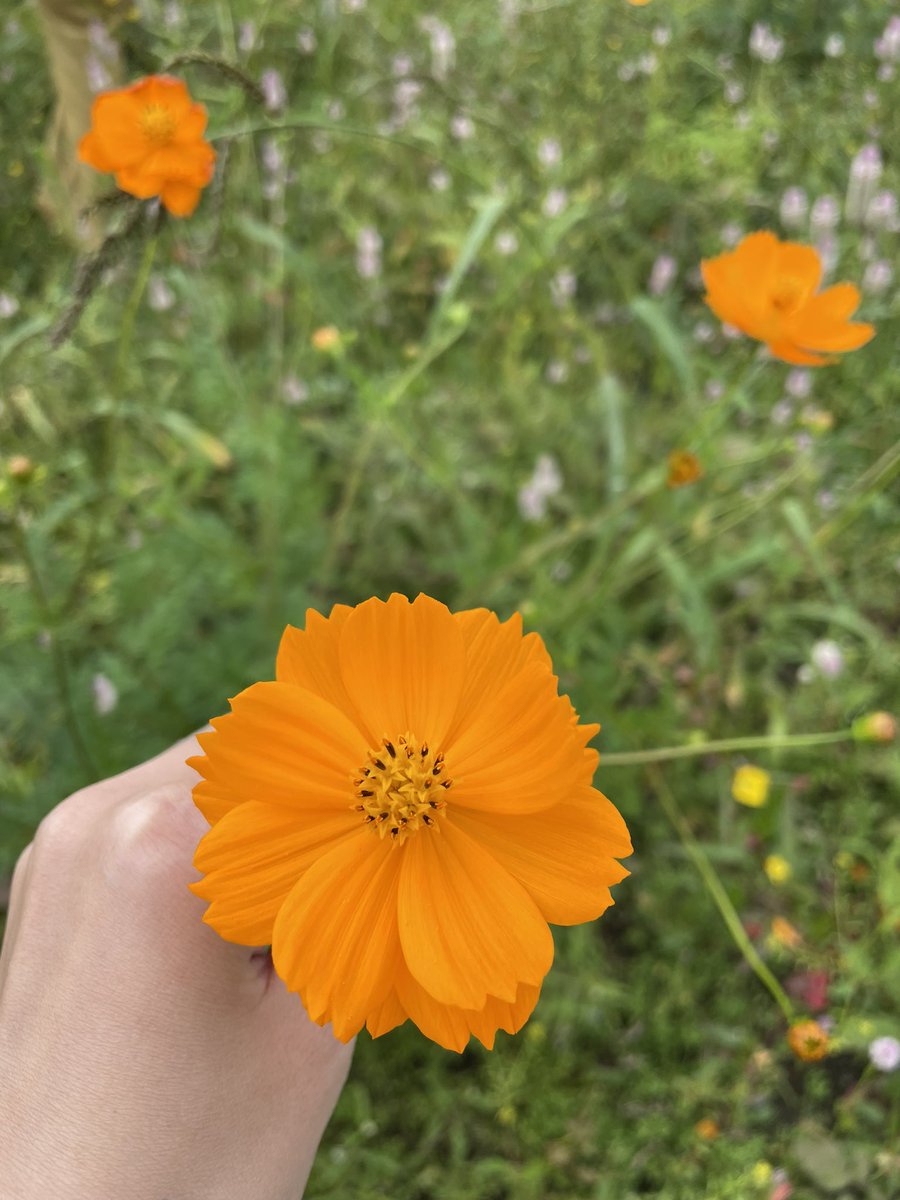 JChikarika's tweet photo. おはようございます♪
今日は、寒い💦
オレンジ色のコスモス🌼 https://t.co/Ttwp18Gv7P