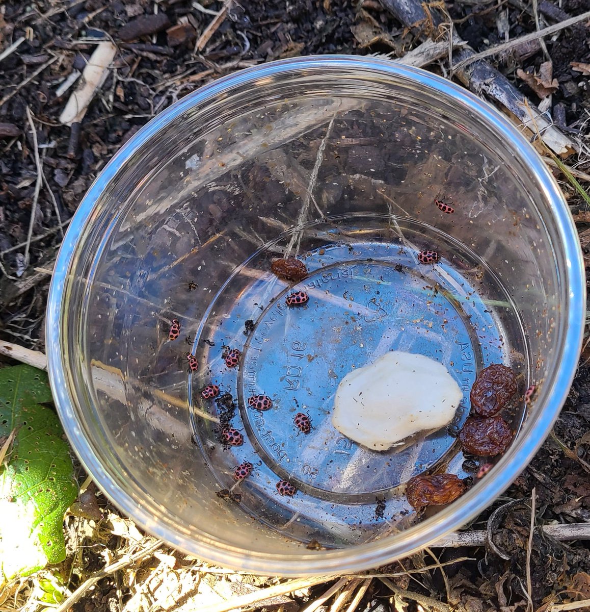 MsMaguire3rd's tweet photo. We played our first game of Trashball in math this morning, then said goodbye to our ladybugs in the PM. Goodbye Tucci and friends! #minimathematicians #makeitfun #solongladybugs https://t.co/pli87zRg9b
