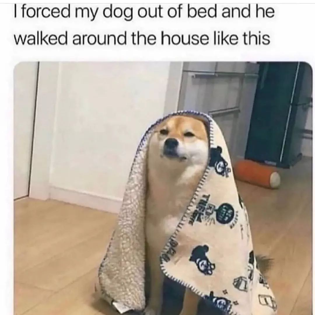 thedogline_'s tweet photo. He needs more sleep π΄
.
.
. #TheDogLine #australia #dogs #dogsofaustralia #follow #dogsmiles #dogscorner #dogslife #dogsofinstagram #dogsandpals #dogsarelife #dogsarefamily #doglover #dogstagram #dogstar #ilovedogs #instadog #lovedogs #lovepuppies #instagood #LOVE #barkcol... https://t.co/M0Pfwqt97d