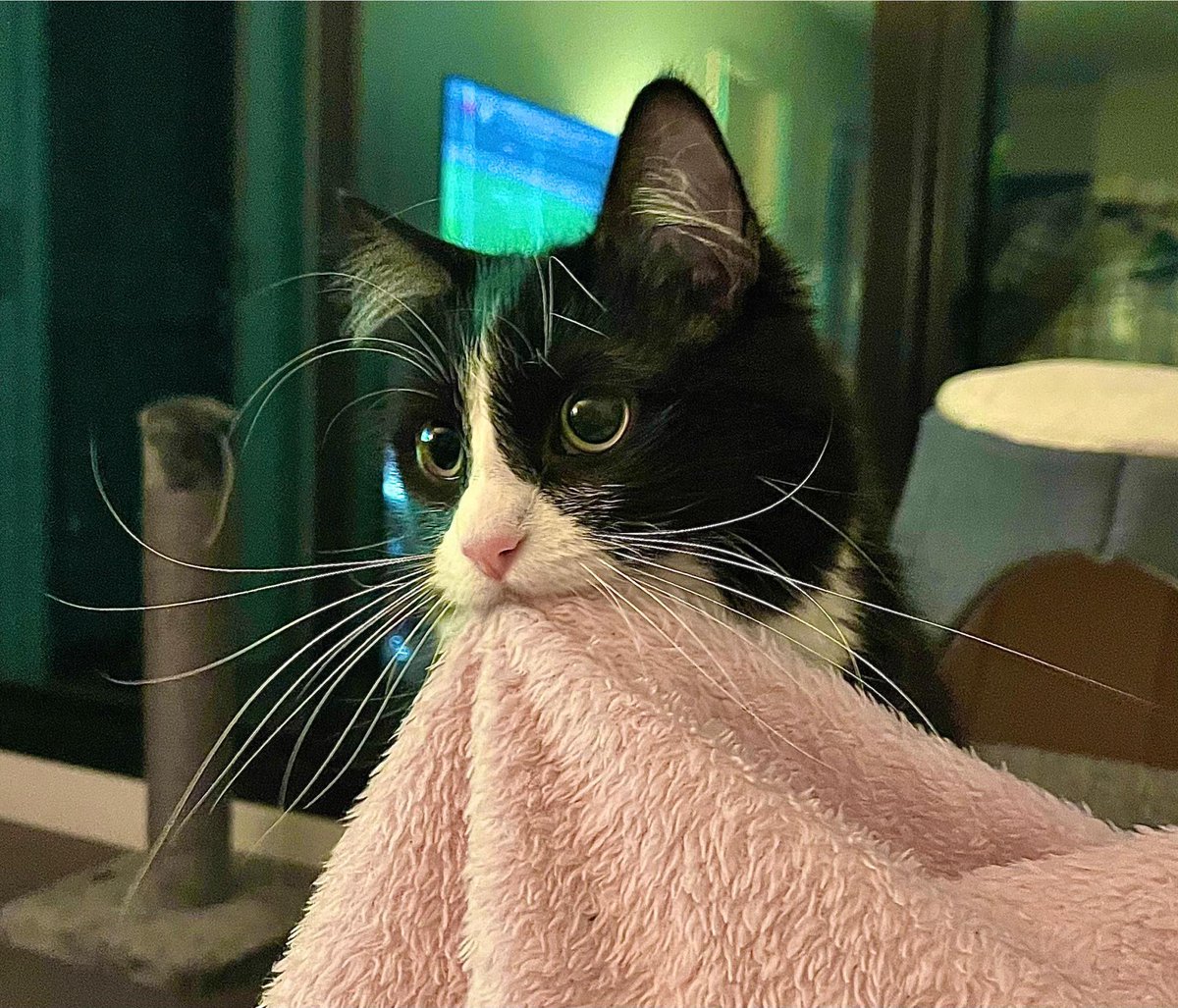 Todo Dia Gatinhos 🐾 (@tododiagatinhos) on Twitter photo 