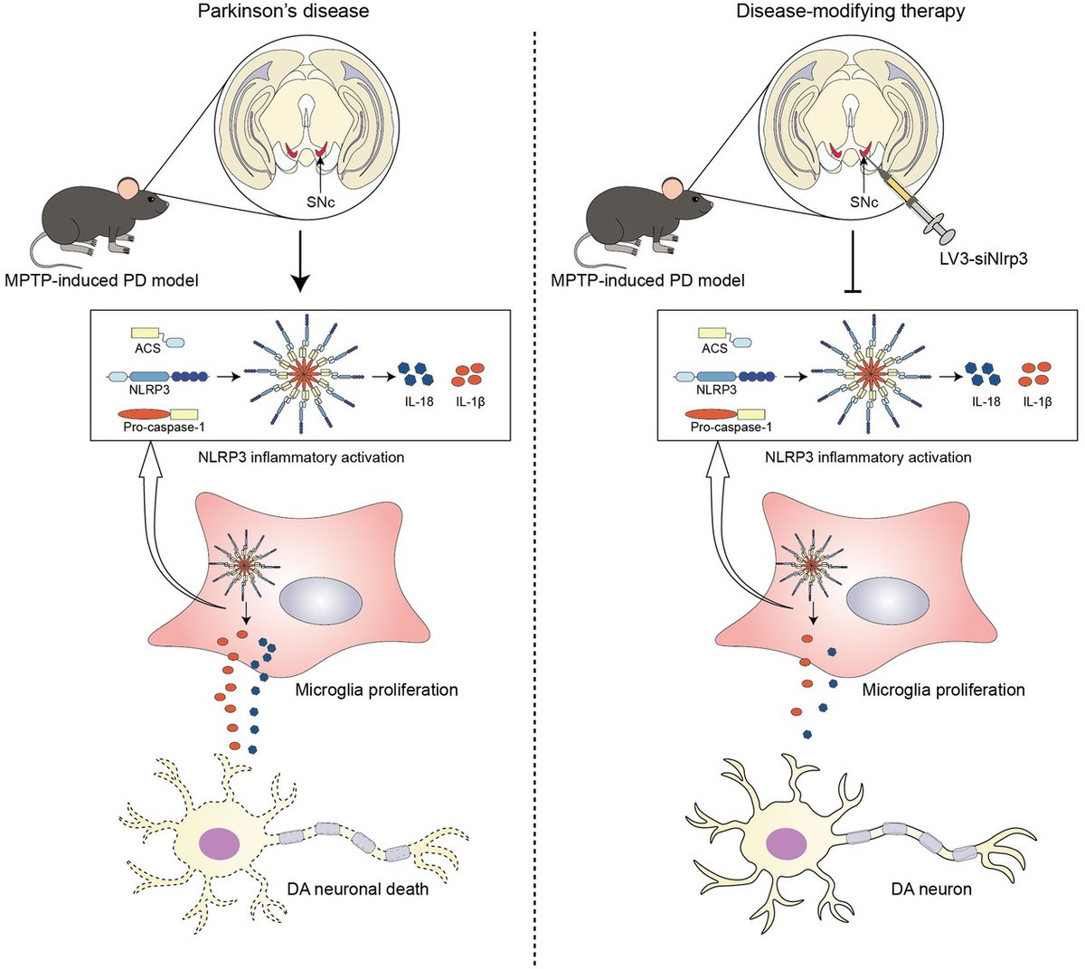 ScienceofPD's tweet photo. Researchers present lentiviral-based NLRP3 knockdown in a MPTP model of #Parkinsons (in vitro &amp; vivo); Inhibition of the inflammasome in the substantia nigra significantly reduces dopamine neuronal loss &amp; microglia activation
https://t.co/Q7OQMUDndP https://t.co/CbkhZoG2s1