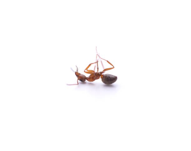 emotermite7's tweet photo. Sorry not sorry silly ants >:[[[ https://t.co/OPtz2F10P5