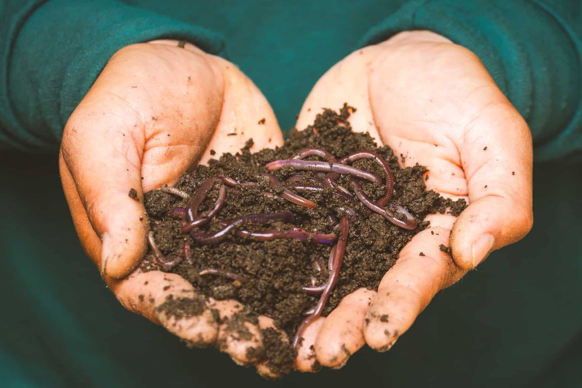 Worms aren't cute or cuddly, but #California #agriculture needs them. How and why? Visit us tomorrow, 11am-1 pm to find out! For our new "Harvest Time" exhibit, <a href="/BioFiltro/">BioFiltro</a> engineer Sarah Haupt will talk the importance of worms -- and she's bringing a whole bunch of live ones!