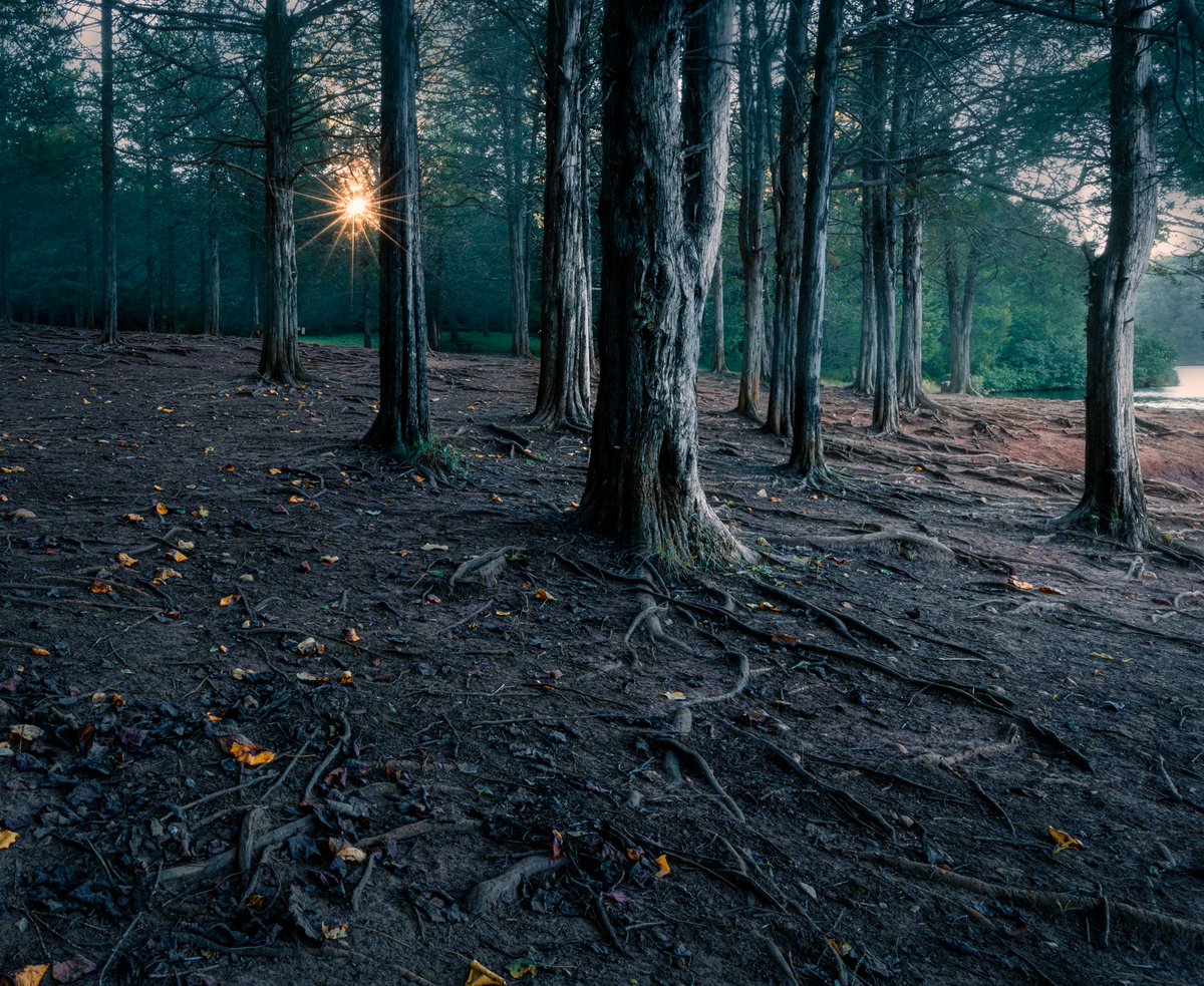 Kowallis6Photos's tweet image. In the depth of the woods, 
nature leaned into me; 
shading the ache of humanness
with loyal loving trees.
--Angie Weiland-Crosby

#shenandoahnationalpark #trees #moodyforest #sunrise #hallowedground #Leaves