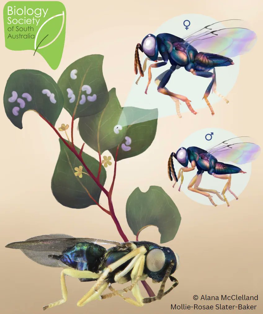 BiolSocSA's tweet photo. On the night, we will also conclude an online auction for the naming rights of a new species of native South Aussie wasp! Kindly donated by @entoandbento✨

What would you name the wasp if you won? 🏆 

Get your bids in now ➡️➡️➡️
https://t.co/CtIQRcEFZi https://t.co/WBBBt3817a
