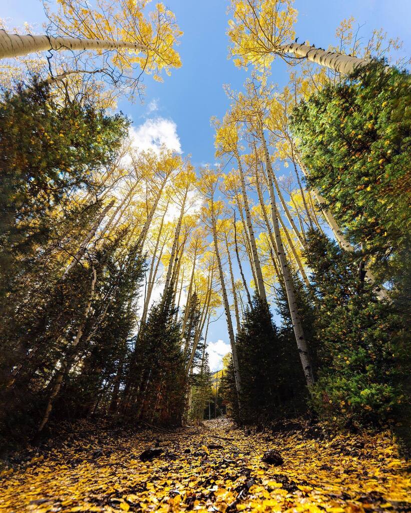 Streets paved with gold